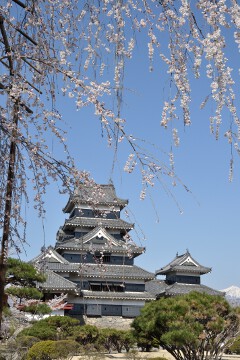 桜と天守 天守としだれ桜