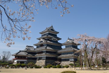 桜 正面から見て右側