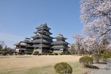 桜 正面から見て右側