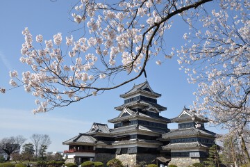 天守と桜 正面から見て右側