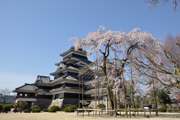 清正公駒つなぎの桜 正面から見て右側