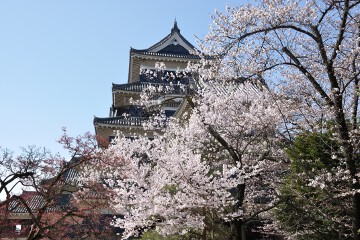 ソメイヨシノ 天守と桜