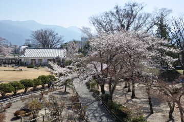 本丸の桜 本丸御殿跡