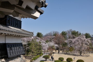 乾小天守としだれ桜 天守と桜