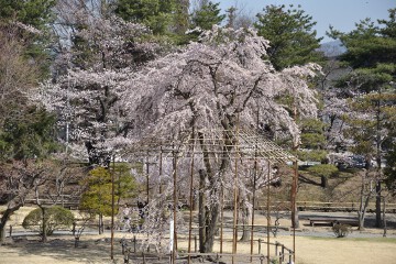 しだれ桜 しだれ桜