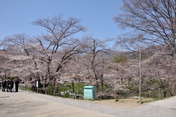 お堀と桜 上田城跡公園