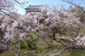 桜 上田城跡公園