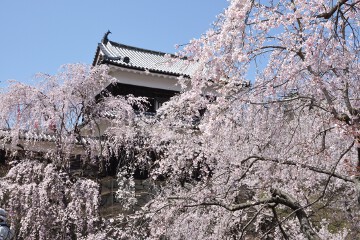 桜 上田城跡公園