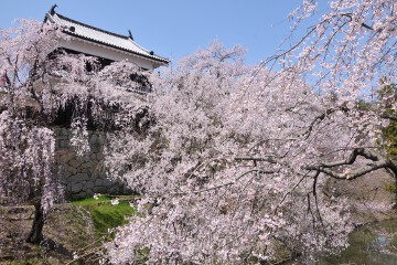 桜 上田城跡公園