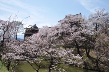 桜 上田城跡公園