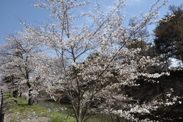 本丸跡北側堀沿い桜 堀沿いの桜