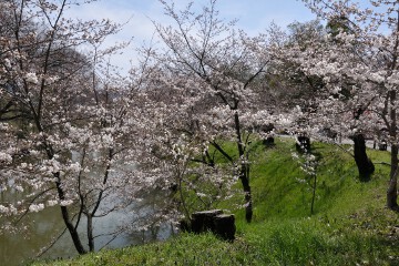 本丸跡北側堀沿いから西側沿いにカーブした辺りの桜 堀沿いの桜