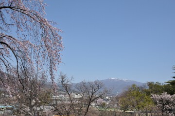 しだれ桜 上田城跡公園