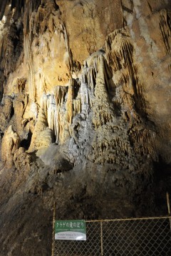 クラゲの滝のぼり クラゲの滝のぼり