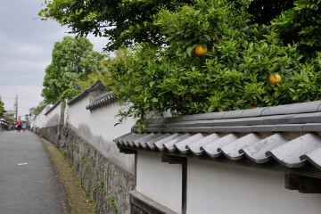 なまこ壁と夏みかん なまこ壁
