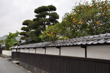 なまこ壁と夏みかん なまこ壁