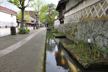 掘割の鯉 津和野
