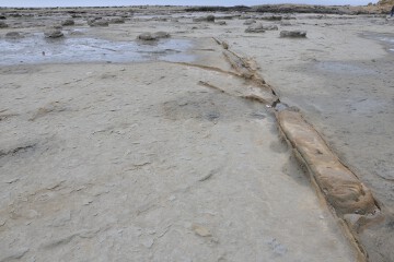 木の化石 木の化石