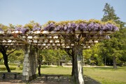 藤棚 吉香公園