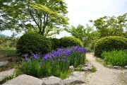 ハナショウブ 毛利氏庭園