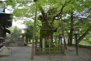 御神木のケヤキ 弥栄神社