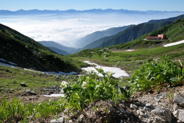 ハクサンイチゲ