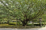 兼六園熊谷桜