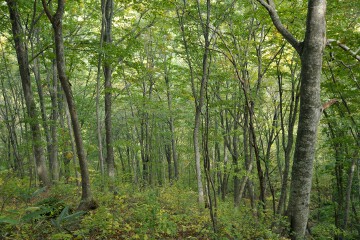 ブナ林 ブナ林