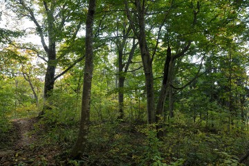 ぶな巨木 ぶな巨木