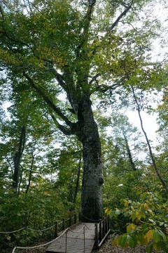 マザーツリー マザーツリー