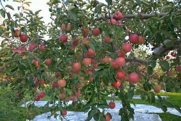 リンゴの木 果樹園