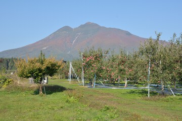 岩木山とリンゴ畑 岩木山とリンゴ畑