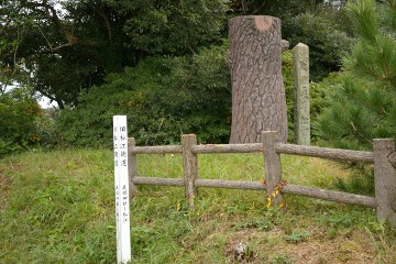 関の五本松 関の五本松