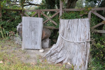 初代 関の五本松 関の五本松