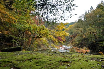 苔の岩 奥津渓