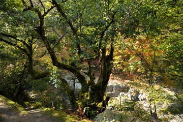 大釣の赤樫 大釣の赤樫