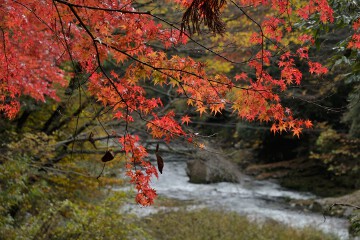 モミジ 奥津渓