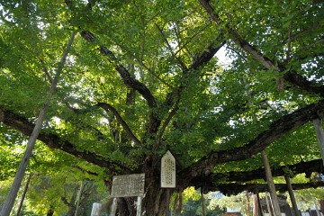 イチョウ 誕生寺