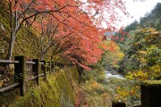 紅葉 奥津渓