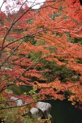 紅葉 奥津渓