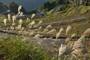 ススキと棚田 上籾棚田