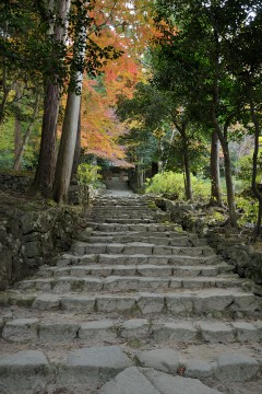 表参道の石段 表参道
