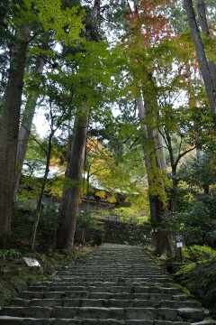 杉 参道