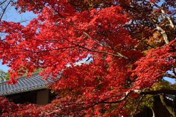 紅葉 名勝庭園