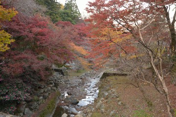 紅葉 養老公園
