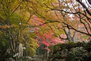 紅葉 百済寺