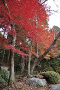 紅葉 百済寺