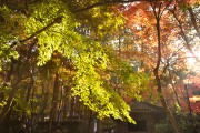 木立 金剛輪寺