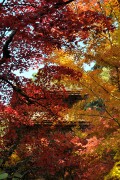 紅葉と三重塔 金剛輪寺