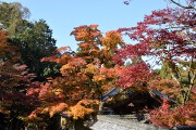紅葉 紅葉